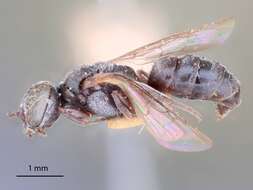 Image of Plenoculus niger Ashmead 1899