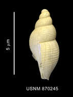 Image of Prosiphonidae