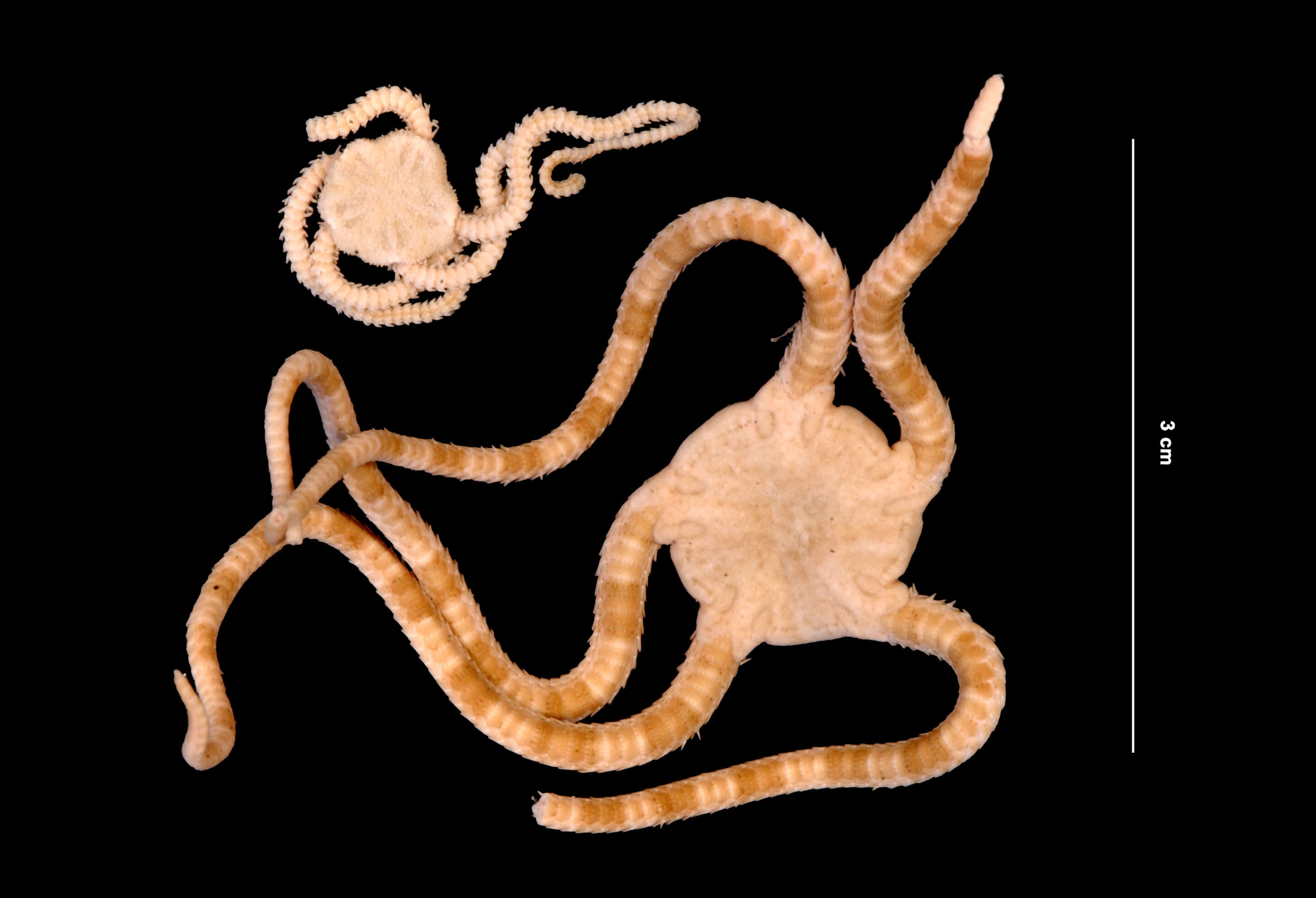 Image of Short-spined brittle star