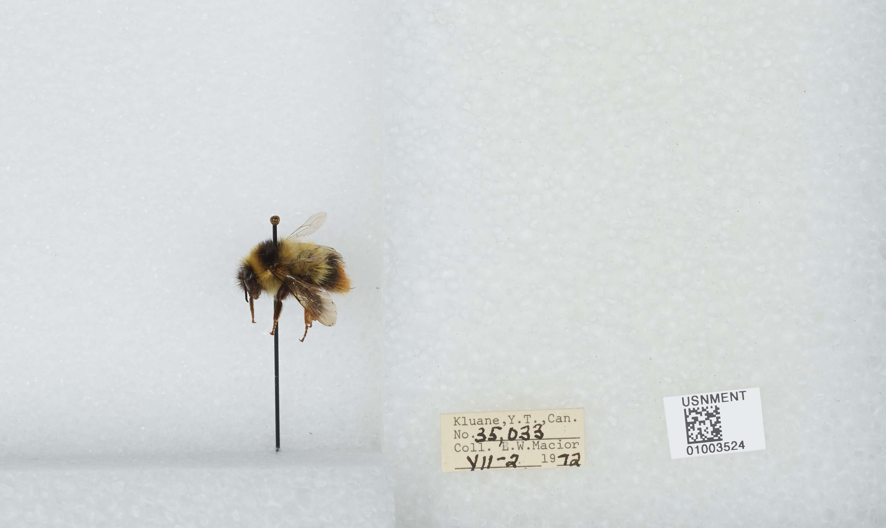 Image of Frigid Bumble Bee