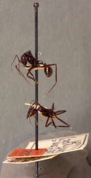 Aphaenogaster lustrans Smith 1961的圖片