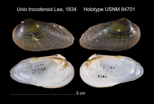 Imagem de Venustaconcha troostensis (I. Lea 1834)