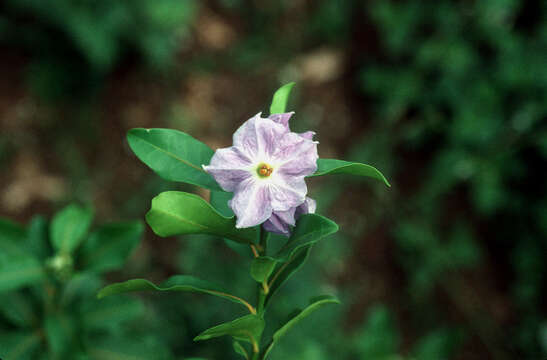 Image of marron bacoba