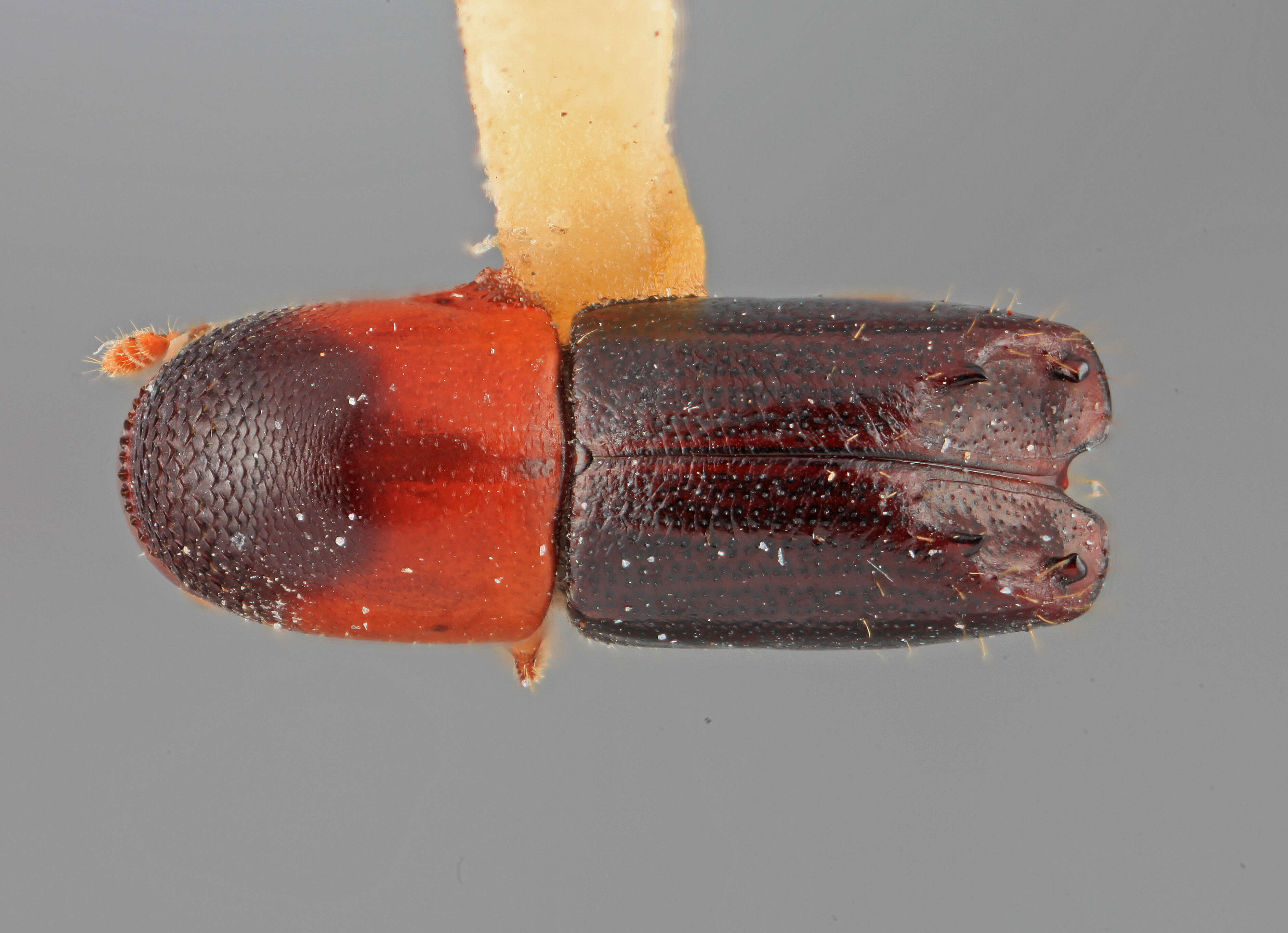 Image of Tricolus nayartinensis Wood 2007