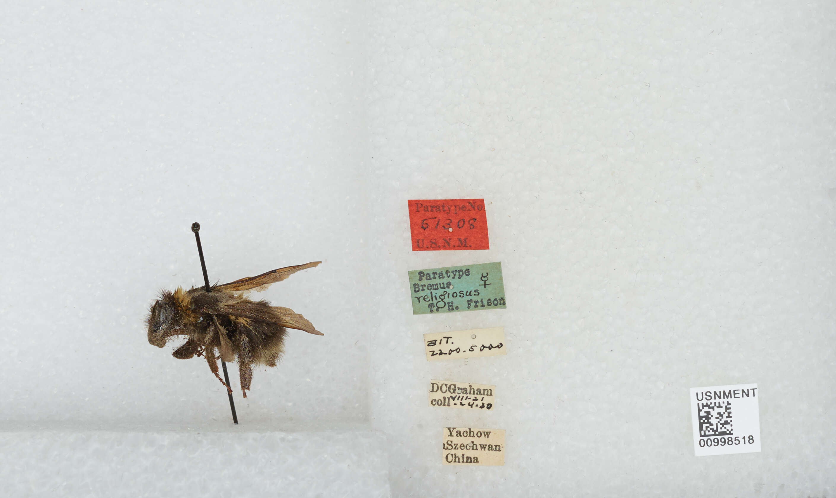 Image of Bombus religiosus (Frison 1935)