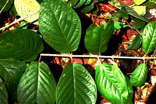 Слика од Hiraea smilacina Standl.