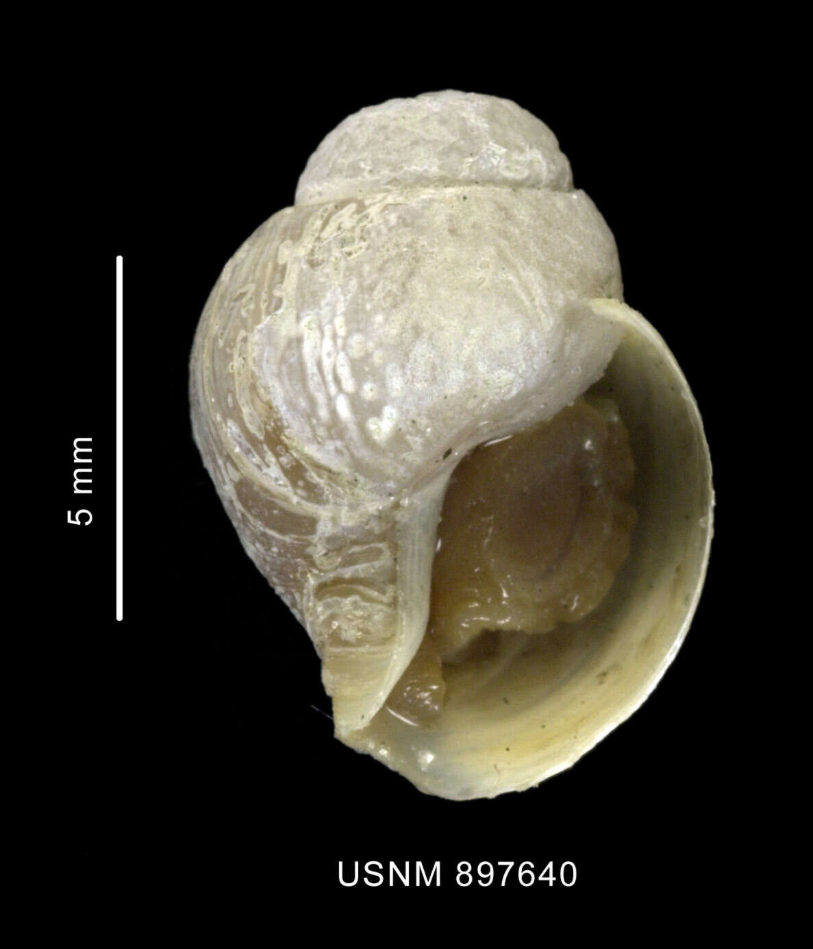 Neobuccinum E. A. Smith 1879 resmi