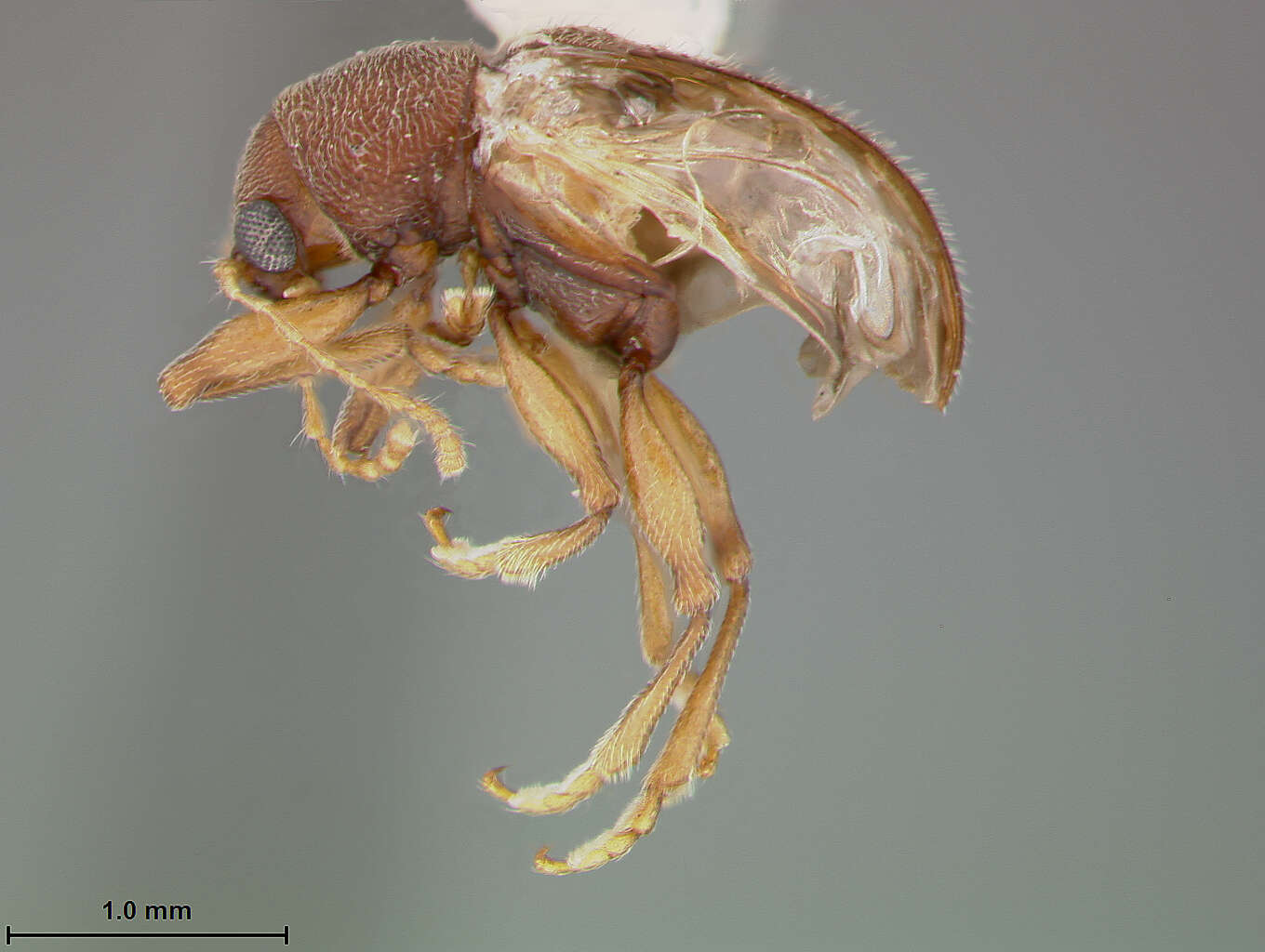 Image of Xanthonia serrata Staines & Weisman 2001