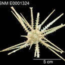 Слика од Goniocidaris (Discocidaris) peltata Mortensen 1927