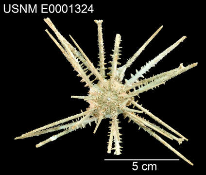 Image of Goniocidaris subgen. Discocidaris Döderlein 1885