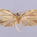 Image of Dichelopa hadrotes Clarke 1986