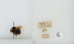 صورة Bombus pratorum (Linnaeus 1761)