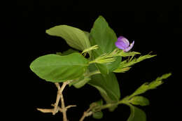 Image of Justicia breviflora (Nees) Rusby