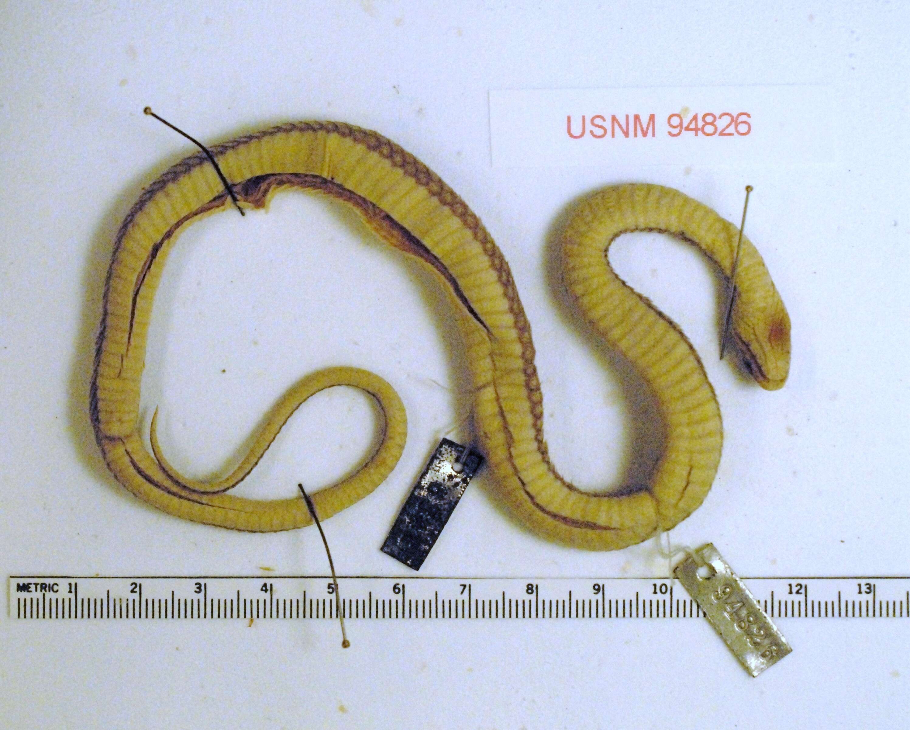 Image of Gongylosoma baliodeirus cochranae (Taylor 1962)