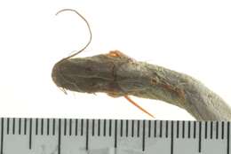 Image of Twospot catfish