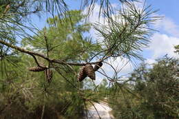 Image of sand pine