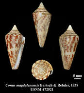 Sivun Conus regularis G. B. Sowerby I 1833 kuva