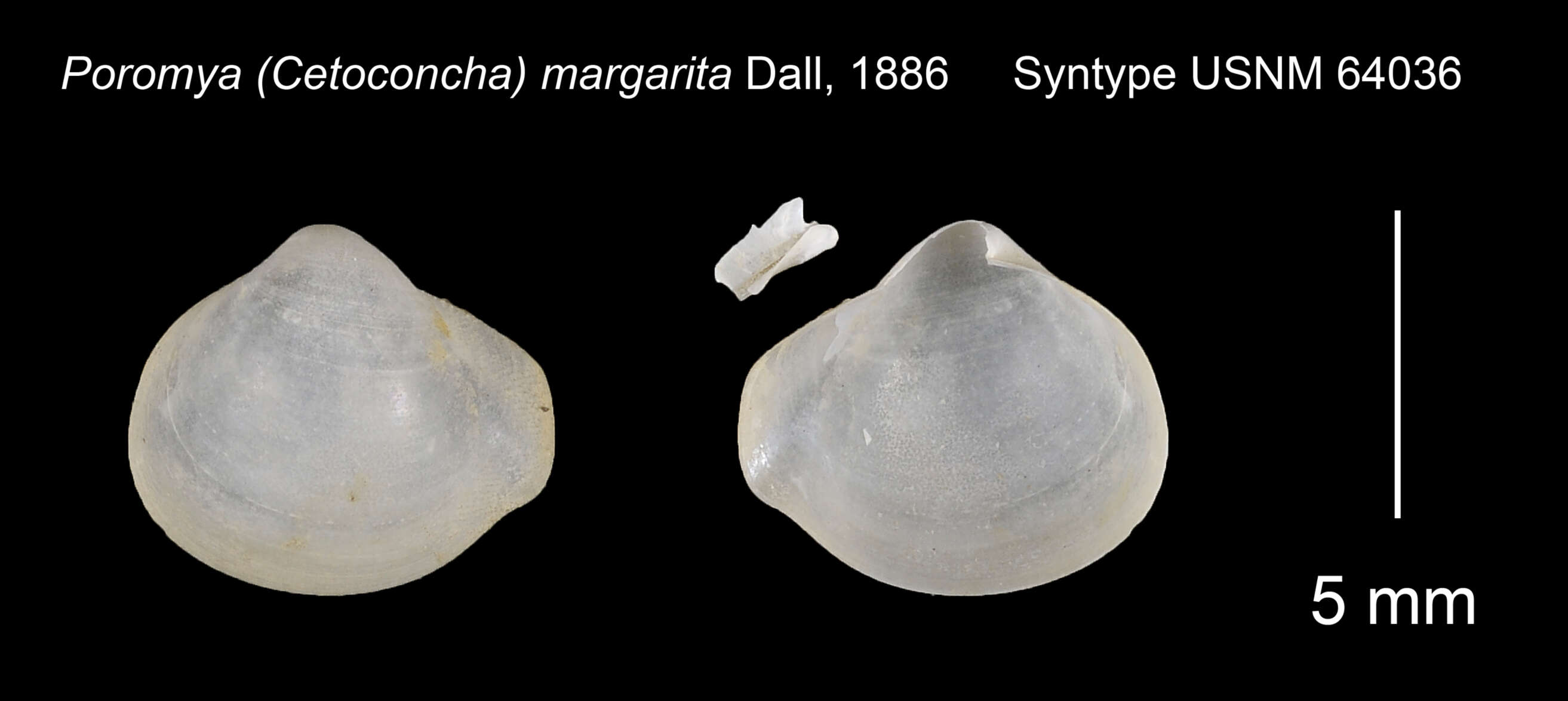 Imagem de Cetoconchidae Ridewood 1903