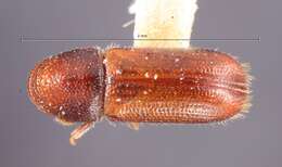 Image of Pityophthorus setosus Blackman 1928