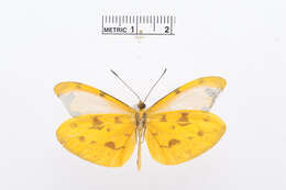Image of Enantia albania (Bates 1864)