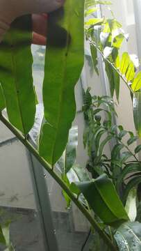 Image of giant leather fern