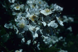 Image of Rosaceae