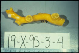 Image of Dendrophyllia oldroydae Oldroyd 1924