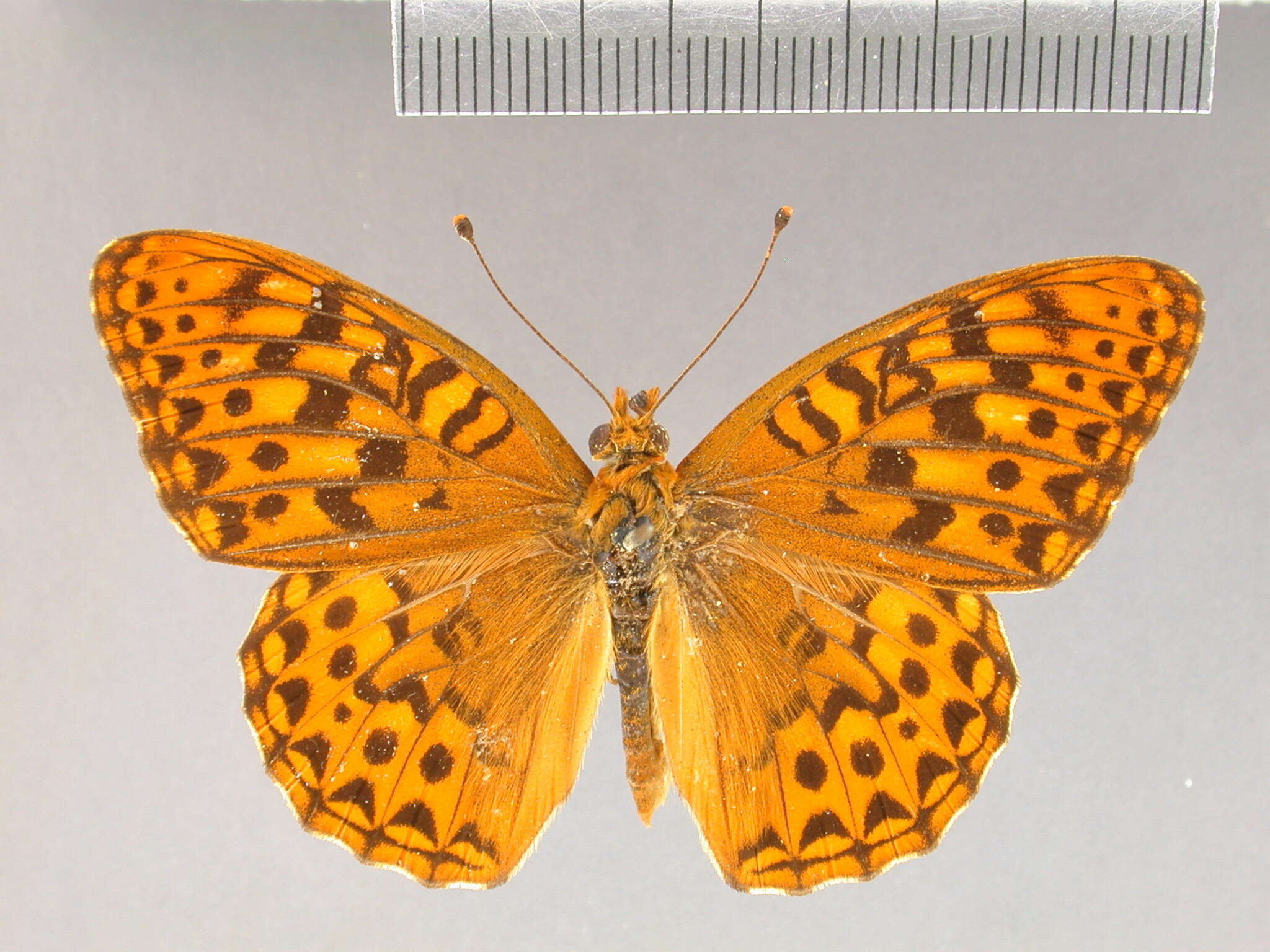 صورة Argynnis zerene Boisduval 1852