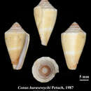 Image of Conus harasewychi Petuch 1987