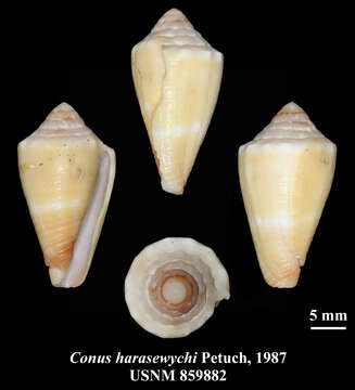 Image of Conus harasewychi Petuch 1987