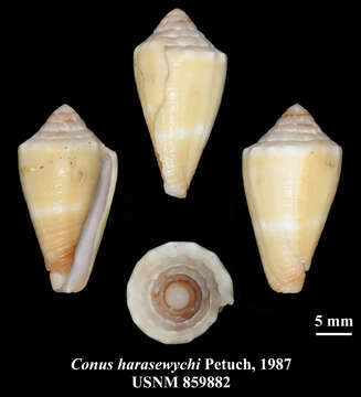 صورة Conus harasewychi Petuch 1987