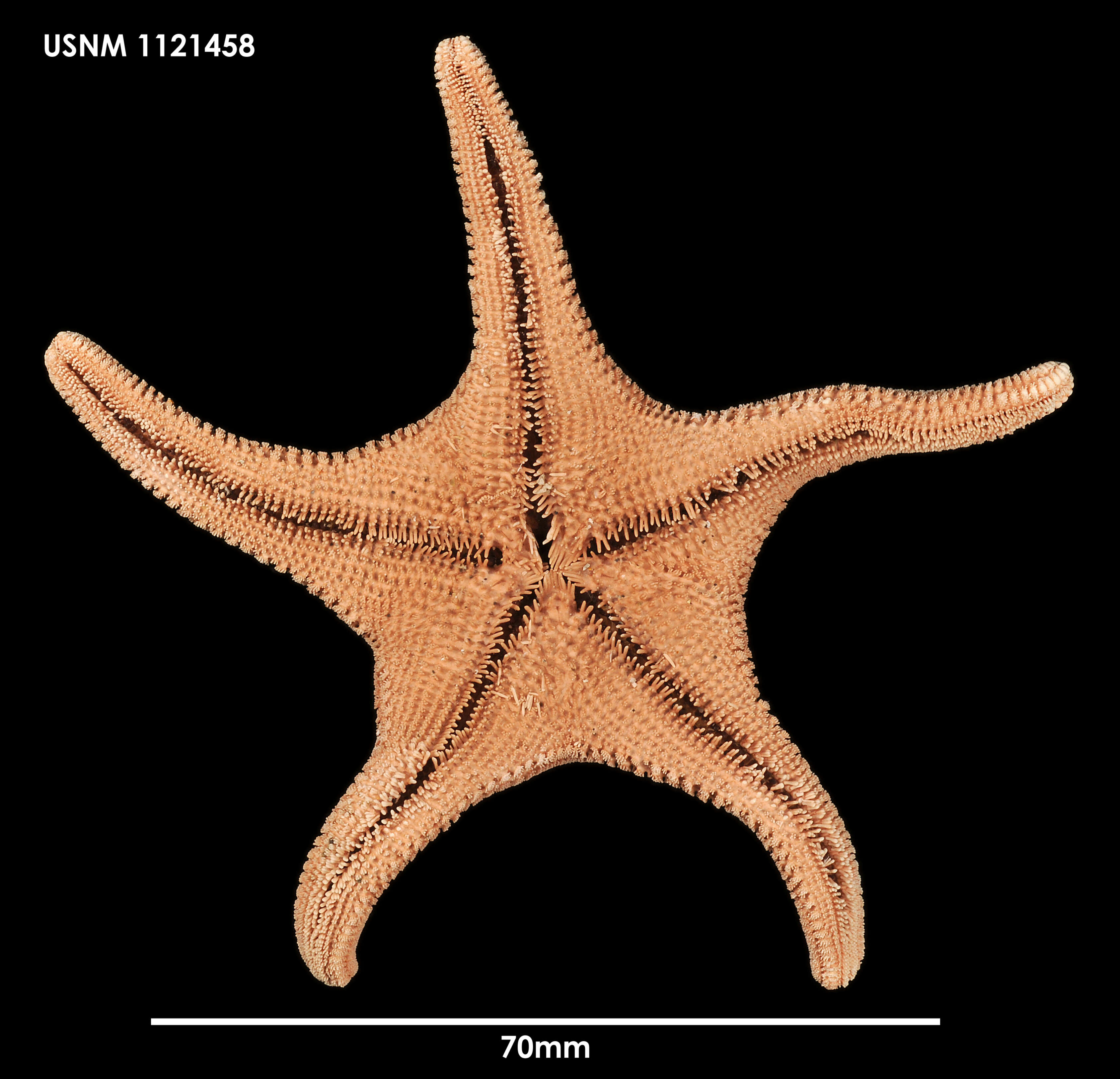 Image of Cycethra