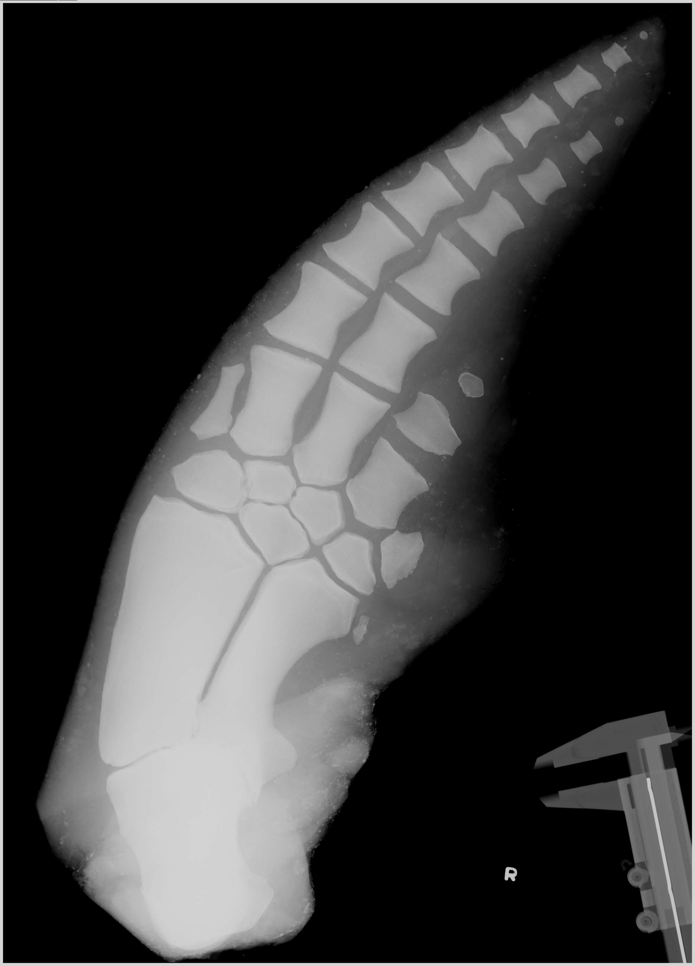 Image of Bottlenose Dolphin