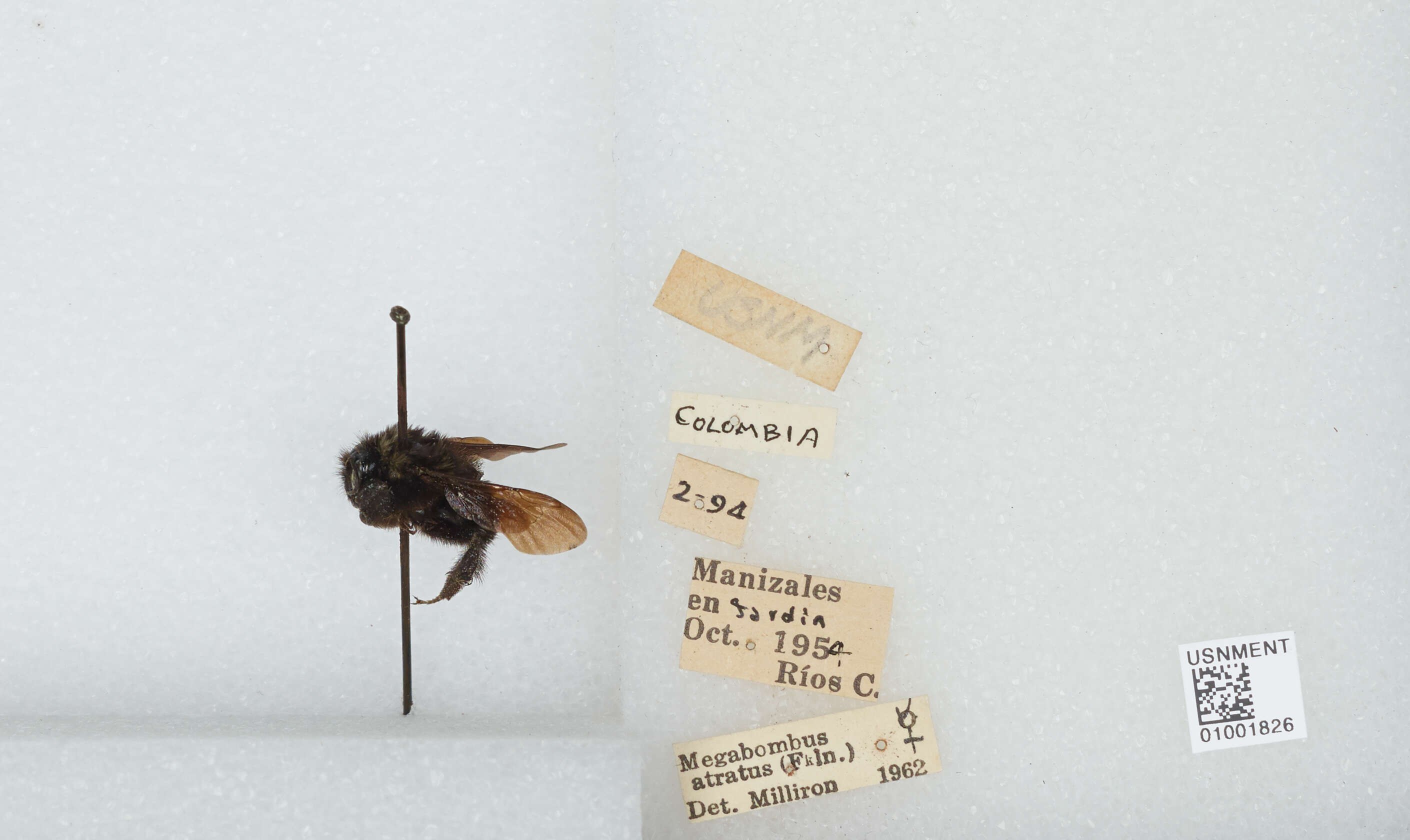 Image of Bombus pauloensis Friese 1912