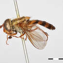 Image of Syrphus howletti Ghorpade 1994