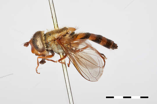 Image of Syrphus howletti Ghorpade 1994
