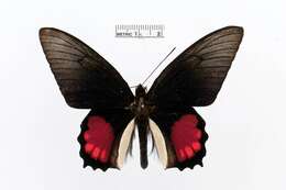 Imagem de Parides orellana (Hewitson 1852)