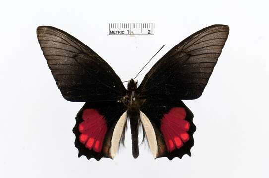 Image of Parides orellana (Hewitson 1852)