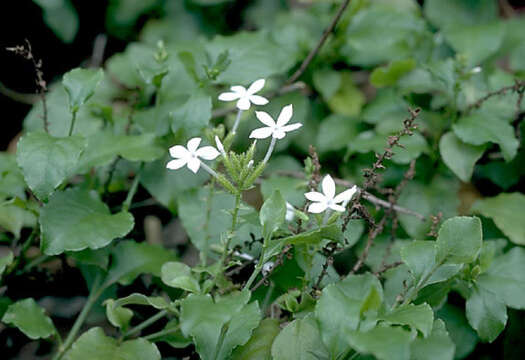 Image of Plumbago zeylanica L.