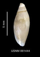 Image of Marginella Lamarck 1799