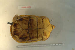 Image of Sierra Box Turtle