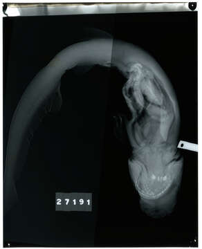 صورة Notorynchus