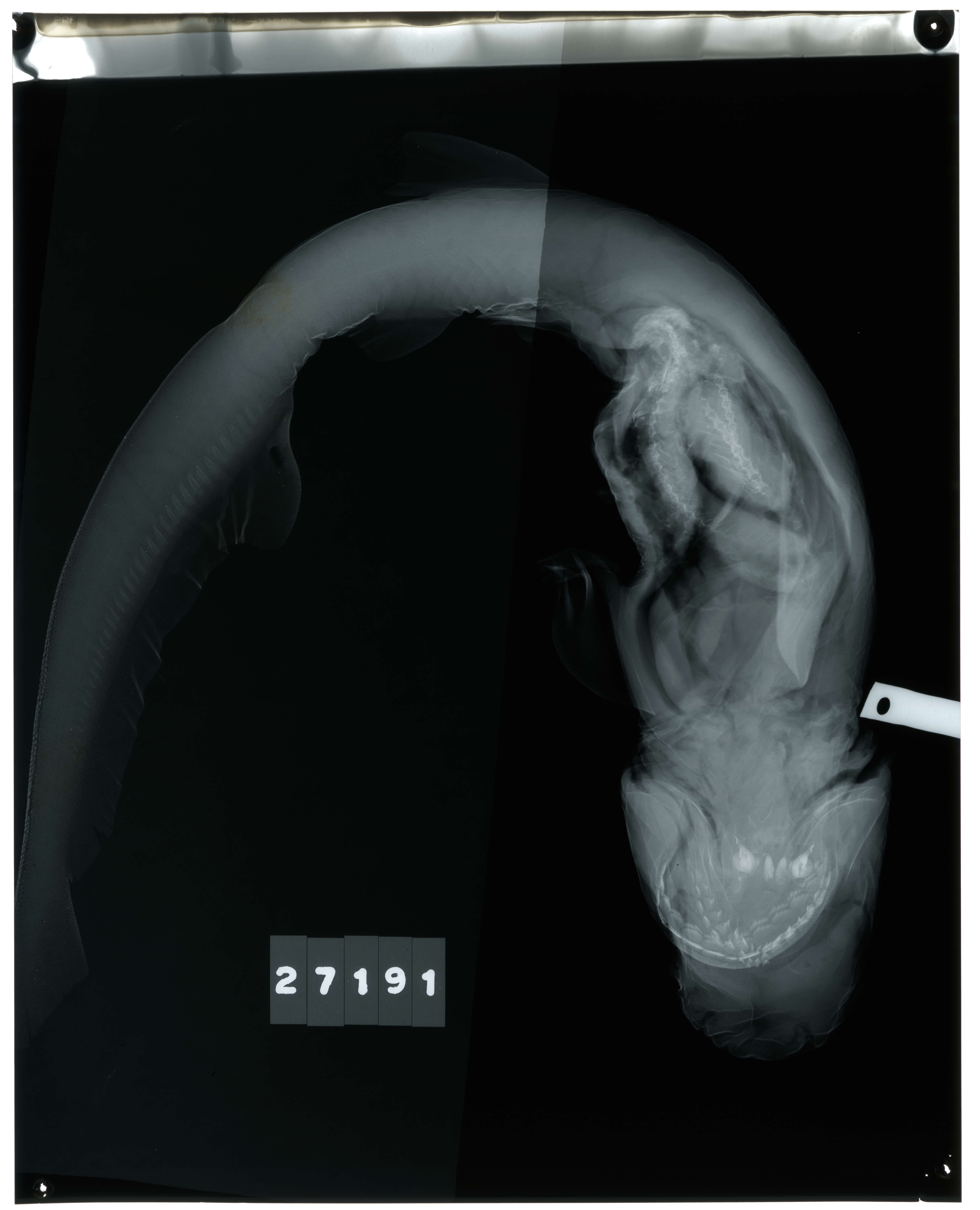 Image of Notorynchus