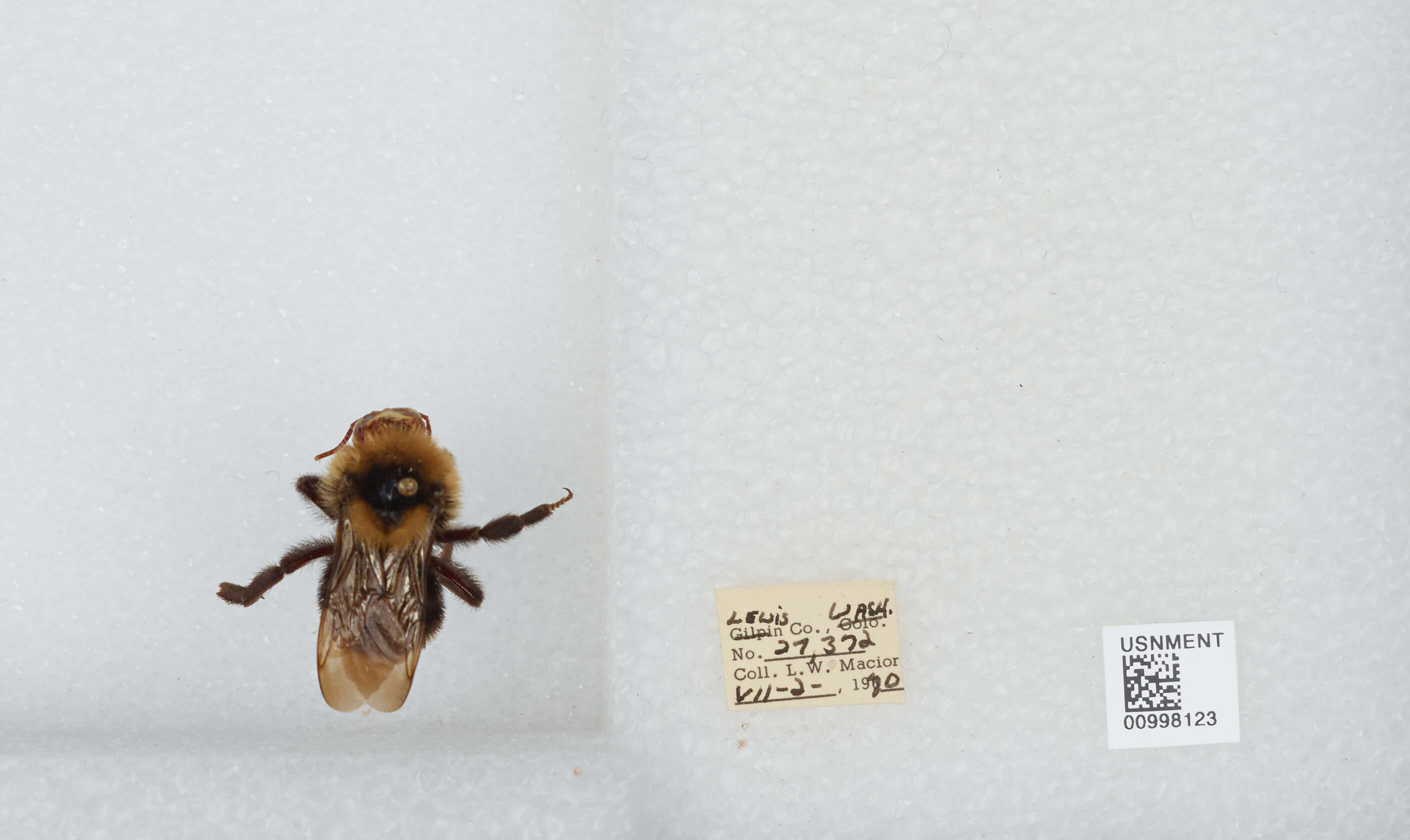 Image de Bombus insularis (Smith 1861)