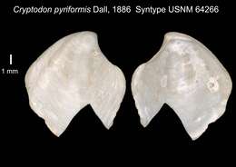 Image of Cryptodon pyriformis Dall 1886