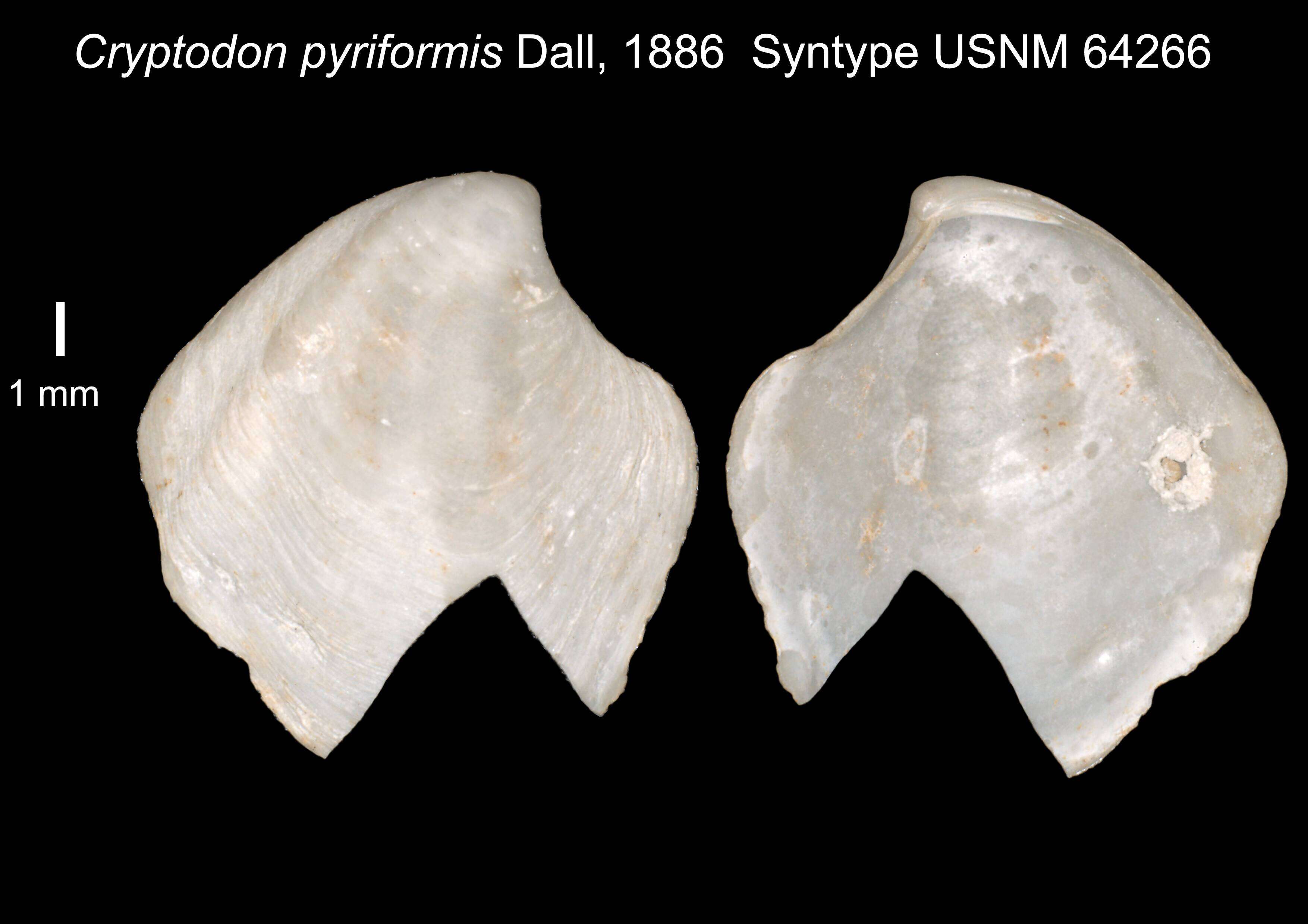 Image of Cryptodon pyriformis Dall 1886