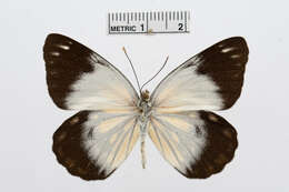 Image of Belenois java (Sparrman 1768)