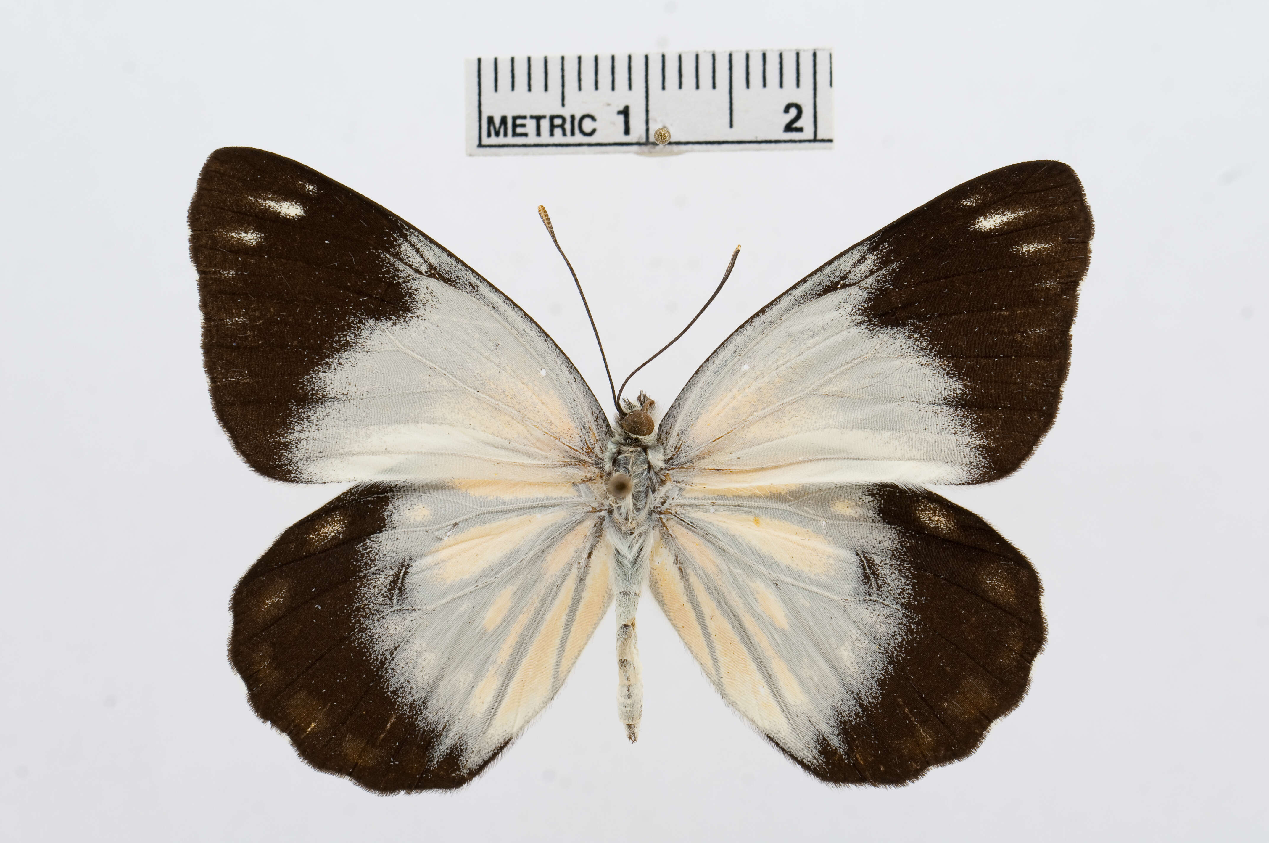 Image de Belenois java (Sparrman 1768)