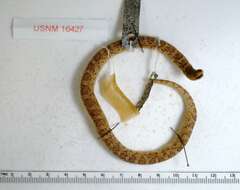 Image of Blotched Hooknose Snake