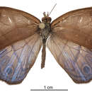 Image of Chloreuptychia arnaca